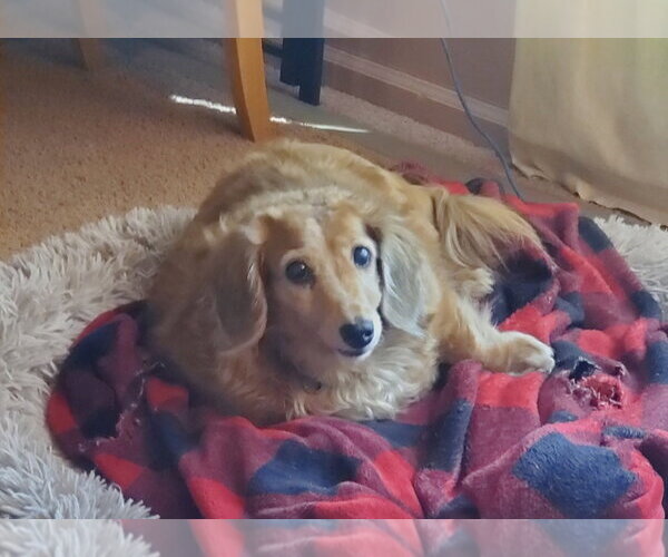 Medium Photo #2 Dachshund Puppy For Sale in Fruitland, SC, USA