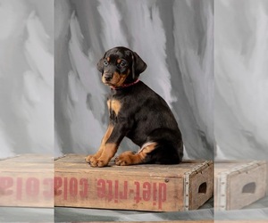 Doberman Pinscher Puppy for sale in ONARGA, IL, USA