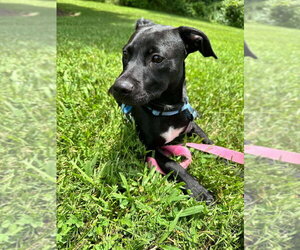 Franklin - Male Mutt Dog for Adoption - Photo #3
