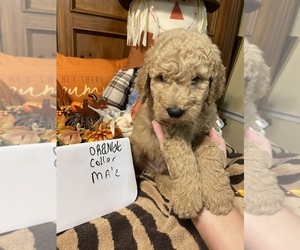 Goldendoodle Puppy for sale in ALEXANDER, AR, USA