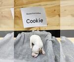 Puppy Cookie English Setter