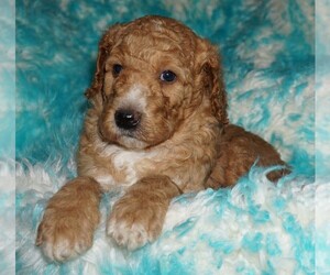 Miniature Labradoodle Puppy for sale in LA HABRA, CA, USA