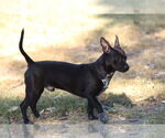 Small #1 Chihuahua-Pointer Mix