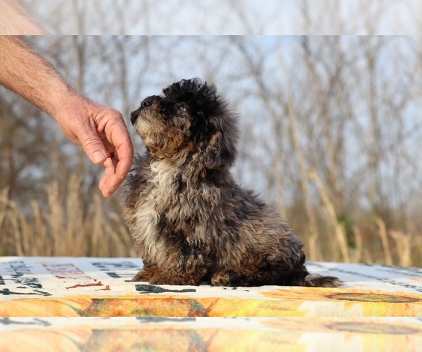 Medium Photo #22 ShihPoo Puppy For Sale in DYERSBURG, TN, USA