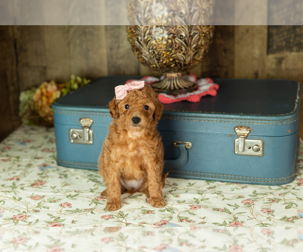 Medium Photo #17 Miniature Labradoodle Puppy For Sale in NAPPANEE, IN, USA