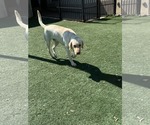 Small #9 Labrador Retriever