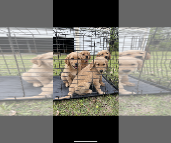 Medium Photo #1 Golden Retriever Puppy For Sale in HAMPTON, FL, USA