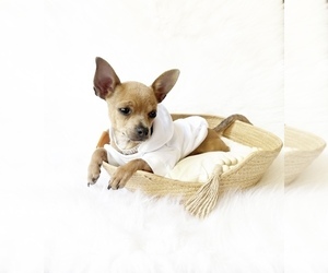 Chihuahua Puppy for sale in SACRAMENTO, CA, USA