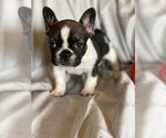 Small Photo #3 French Bulldog Puppy For Sale in COTO DE CAZA, CA, USA