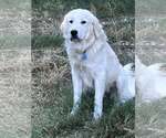 Small #5 Great Pyrenees