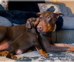Small Photo #4 Doberman Pinscher Puppy For Sale in YUCCA VALLEY, CA, USA