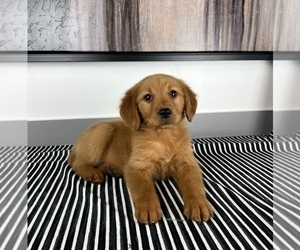 Golden Retriever Puppy for sale in FRANKLIN, IN, USA