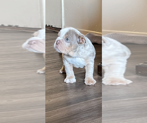 Medium Photo #2 Bulldog Puppy For Sale in ONTARIO, CA, USA
