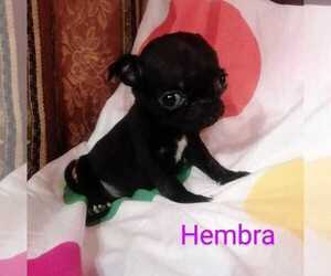 Pug Puppy for sale in TULARE, CA, USA