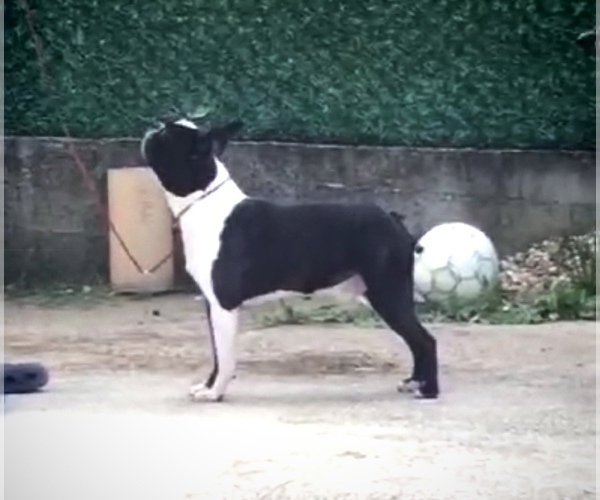 Medium Photo #1 Boston Terrier Puppy For Sale in CHICAGO, IL, USA