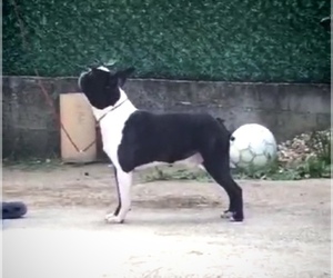 Boston Terrier Puppy for sale in CHICAGO, IL, USA