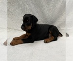 Small #14 Doberman Pinscher