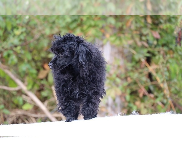 Medium Photo #41 Poodle (Toy) Puppy For Sale in DYERSBURG, TN, USA