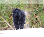 Small #40 Poodle (Toy)