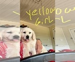 Small #5 Golden Retriever