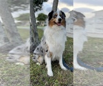Small Photo #1 Australian Shepherd Puppy For Sale in HIALEAH, FL, USA