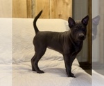 Small #36 Thai Ridgeback