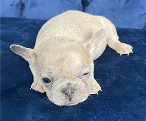 French Bulldog Puppy for sale in KANSAS CITY, MO, USA
