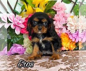 Cavalier King Charles Spaniel Puppy for sale in MIAMI, FL, USA