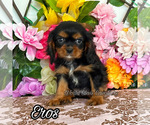 Small Cavalier King Charles Spaniel
