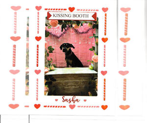 Catahoula Leopard Dog-Greyhound Mix Dogs for adoption in Chandler, AZ, USA