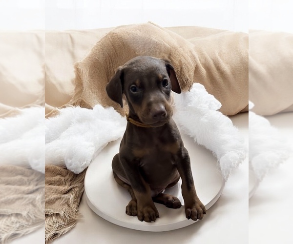 Medium Photo #2 Doberman Pinscher Puppy For Sale in POMEROY, OH, USA