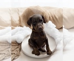 Small #1 Doberman Pinscher