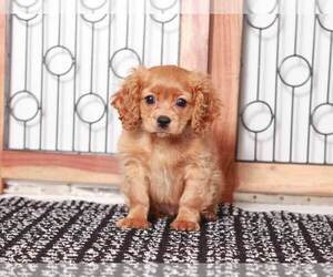 Cavachon Puppy for Sale in NAPLES, Florida USA