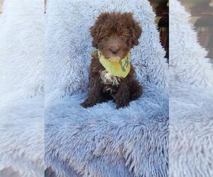 Aussiedoodle Miniature  Puppy for sale in BEECH GROVE, IN, USA