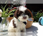 Puppy Griffith Poodle (Miniature)