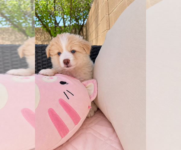 Medium Photo #1 Pomsky Puppy For Sale in LAVEEN, AZ, USA