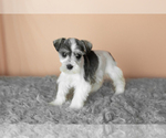 Small Photo #32 Schnauzer (Miniature) Puppy For Sale in MILLERSBURG, IN, USA