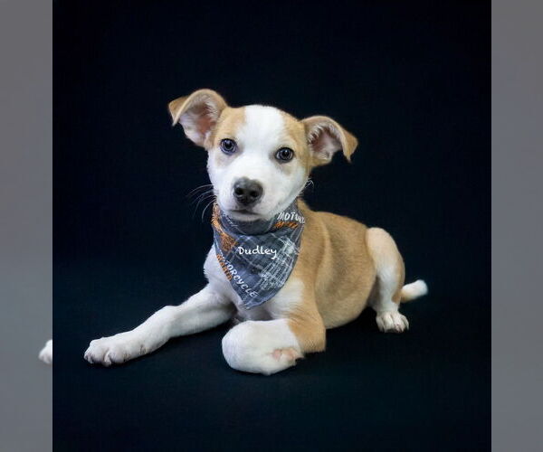 Medium Photo #4 Mutt Puppy For Sale in Hot Springs Village, AR, USA