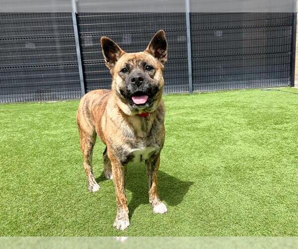 Medium Photo #2 Akita-Unknown Mix Puppy For Sale in Orange, CA, USA