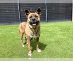 Small #1 Akita Mix