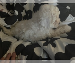 Maltipoo Puppy for sale in VENETA, OR, USA