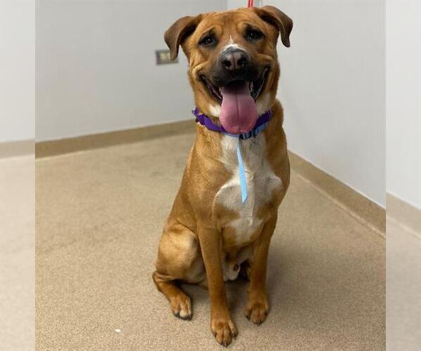 Medium Photo #1 Rhodesian Ridgeback-Unknown Mix Puppy For Sale in Aurora, CO, USA