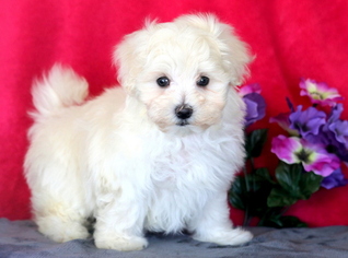 Maltese Puppy for sale in MOUNT JOY, PA, USA