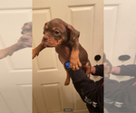 Small Photo #1 American Bully Puppy For Sale in BEAUMONT, TX, USA