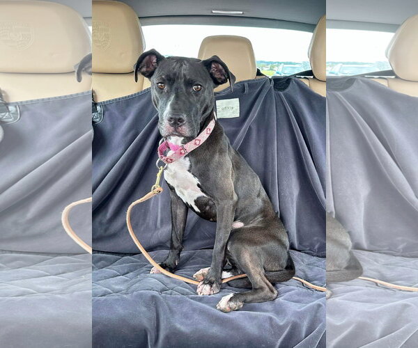 Medium Photo #36 American Pit Bull Terrier-Unknown Mix Puppy For Sale in Germantown, OH, USA