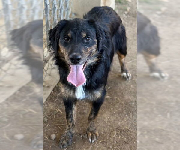 Medium Photo #2 Australian Shepherd-Unknown Mix Puppy For Sale in Riverside, CA, USA