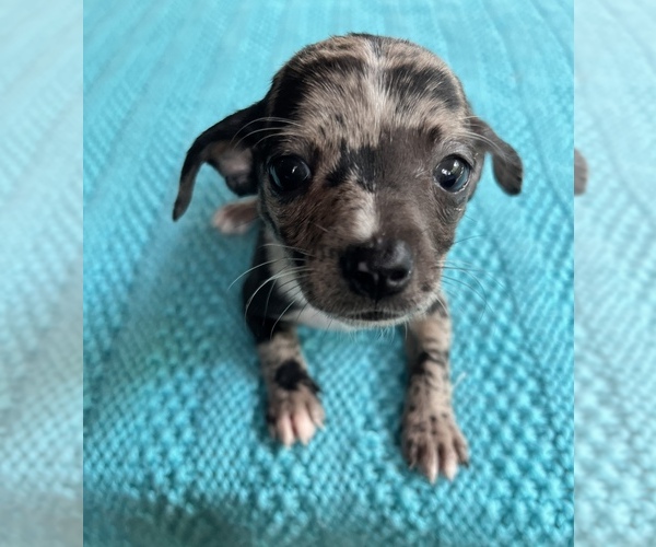 Medium Photo #2 Chiweenie Puppy For Sale in SAINT AUGUSTINE, FL, USA