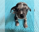 Small Photo #2 Chiweenie Puppy For Sale in SAINT AUGUSTINE, FL, USA
