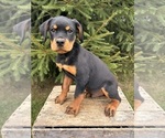 Small Photo #3 Rottweiler Puppy For Sale in MIDDLEBURY, IN, USA