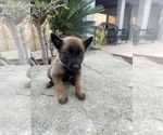 Small #11 Belgian Malinois